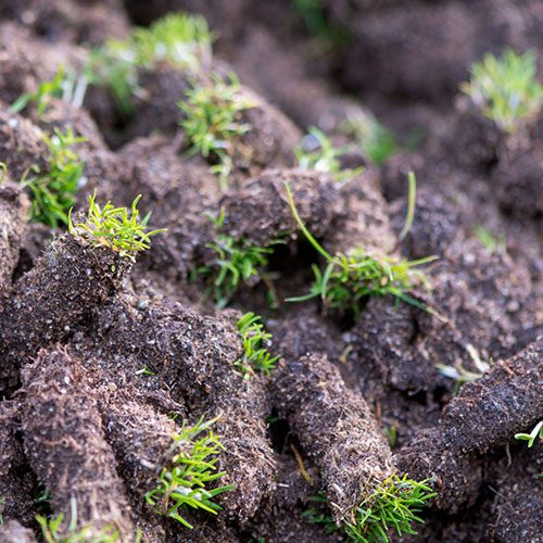 lawn aeration plugs 500px lawn aeration plugs 500px