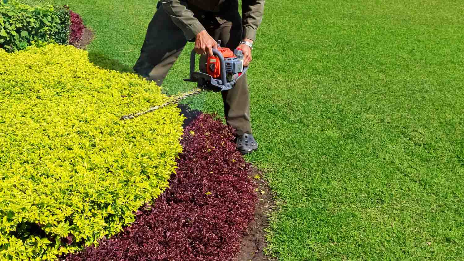 shrub care pruning 2