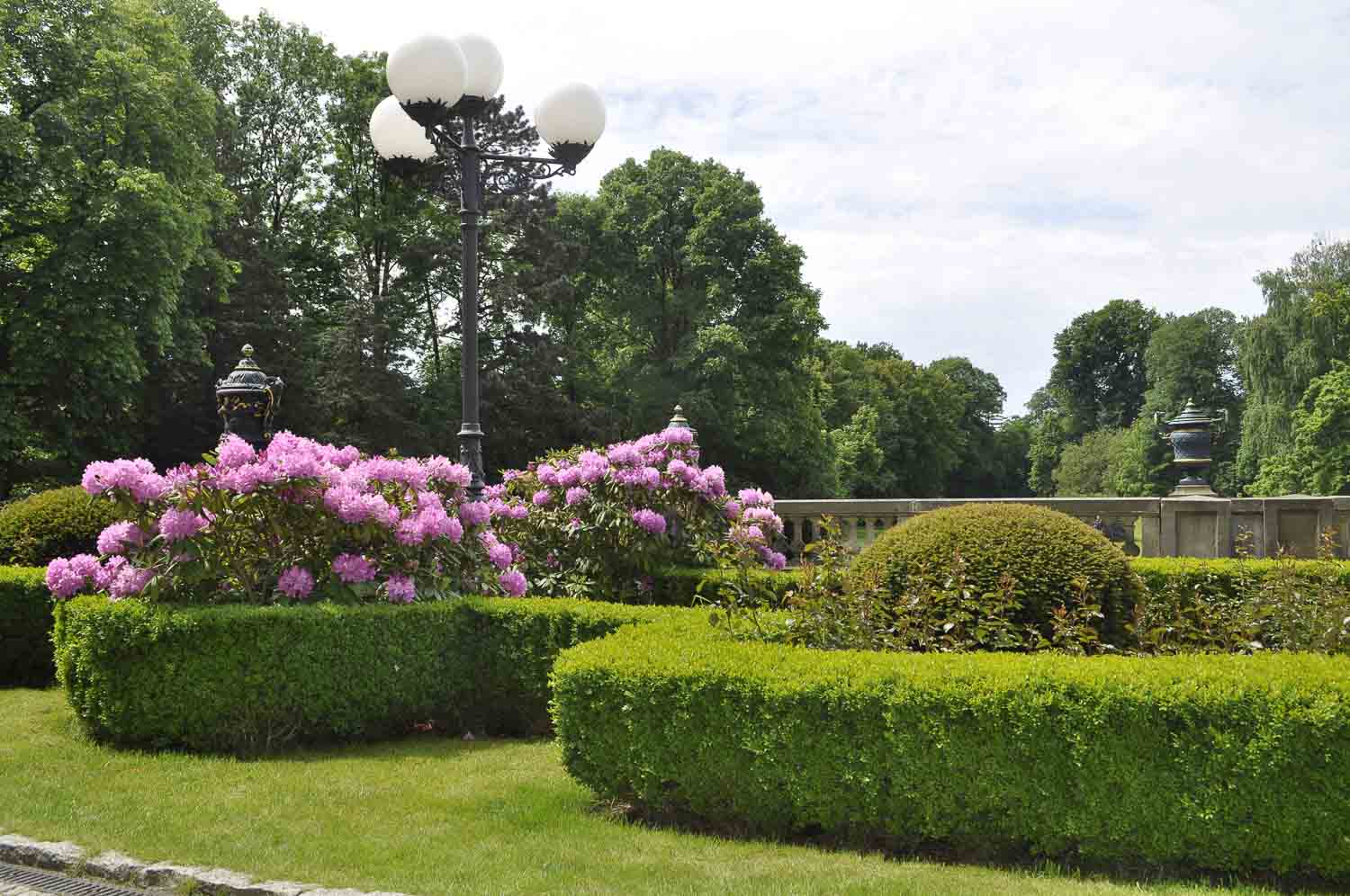 shrub care pruning 4