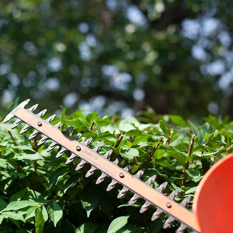 shrub pruning 750px shrub pruning 750px